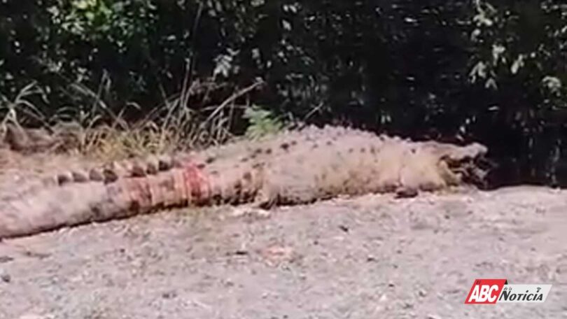 Reubican Bomberos de Nayarit a cocodrilo que deambulaba por Pantanal