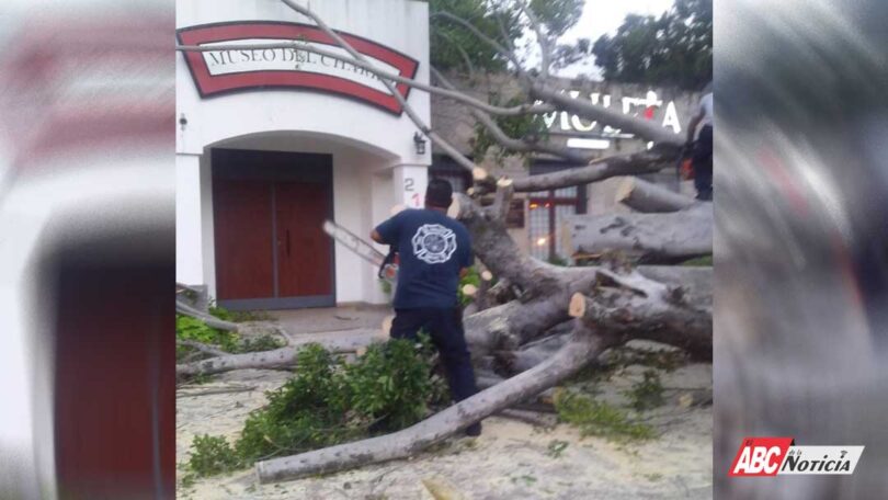 Bomberos de Nayarit retiran un árbol que cayera en el parque La Loma de Tepic