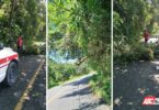 Bomberos de Nayarit talan dos árboles que obstruyeran la vialidad en el municipio de San Blas