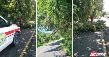 Bomberos de Nayarit talan dos árboles que obstruyeran la vialidad en el municipio de San Blas