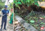 Reubican Bomberos de Nayarit a una cría de cocodrilo