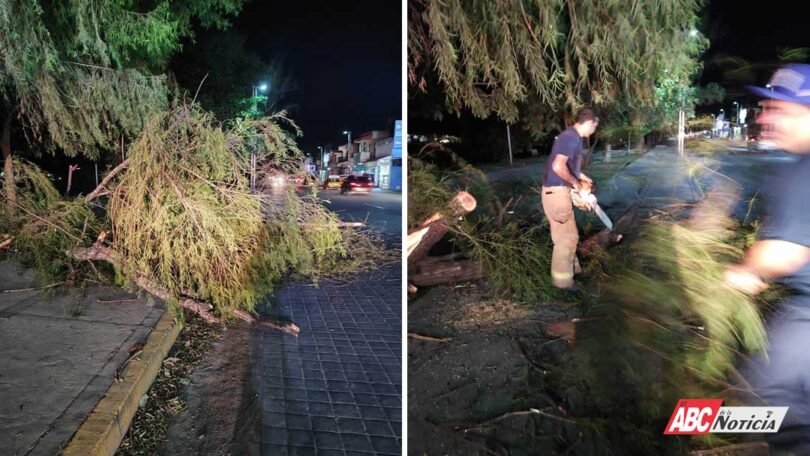 Retiran Bomberos de Nayarit árbol caído en la avenida Zapopan