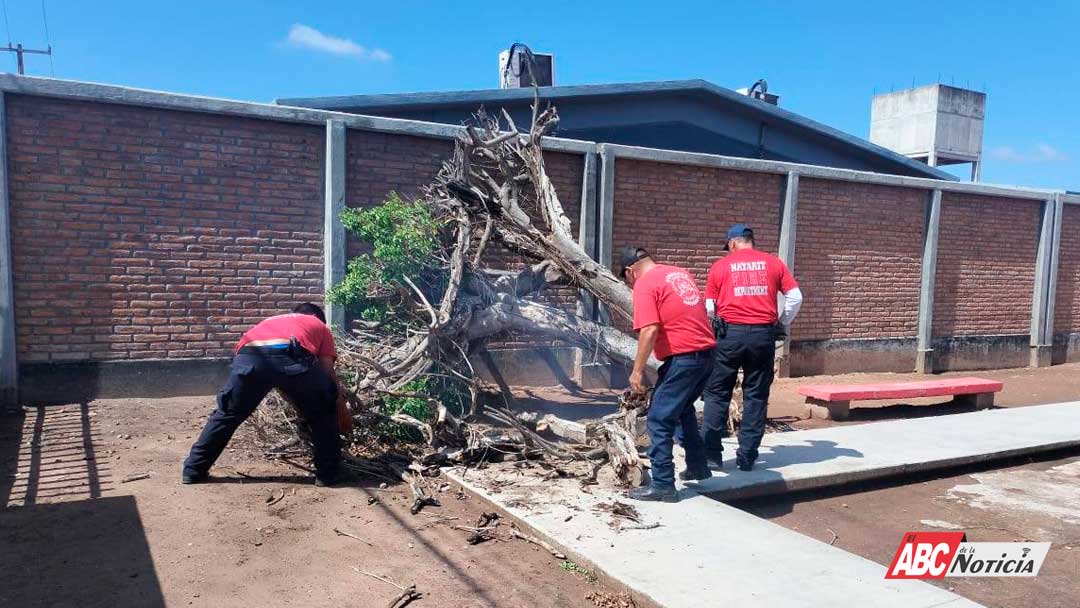 Retiran Bomberos de Nayarit árbol caído en planten educativo de Acaponeta
