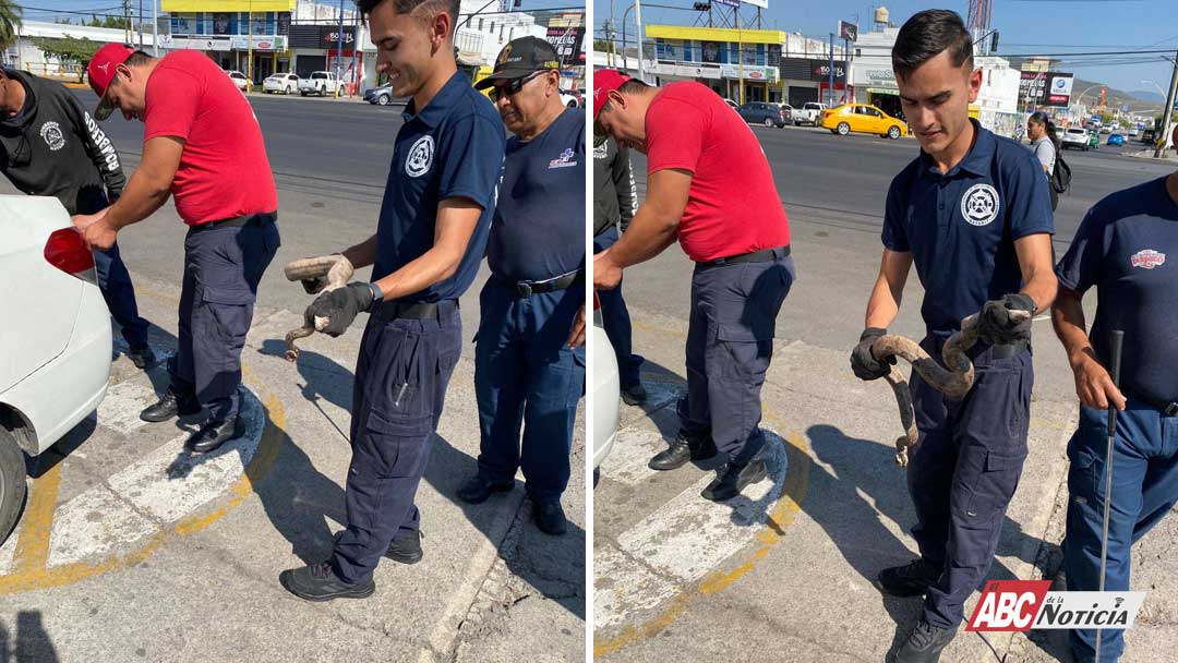 Bomberos del Estado capturan serpiente encontrada en automóvil en Tepic