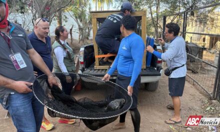 ¡“Marquitos” el lobo marino se encuentra mejorando!