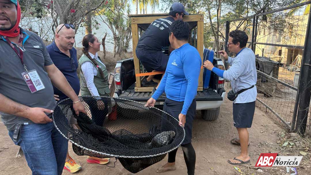 ¡“Marquitos” el lobo marino se encuentra mejorando!
