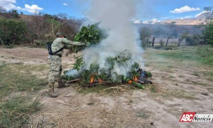 Acciones operativas reportan avances en seguridad en Nayarit