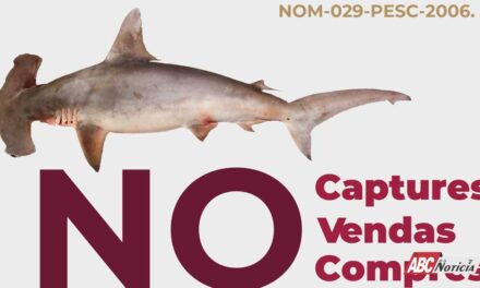 Inicia veda de especies marinas en Bahía de Banderas