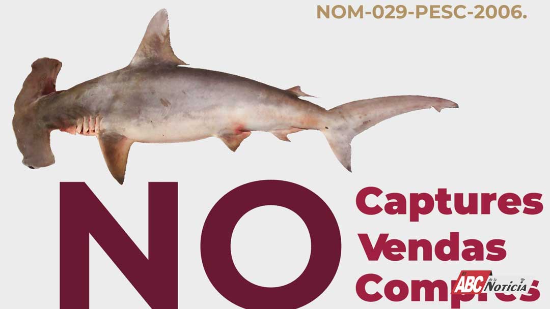 Inicia veda de especies marinas en Bahía de Banderas