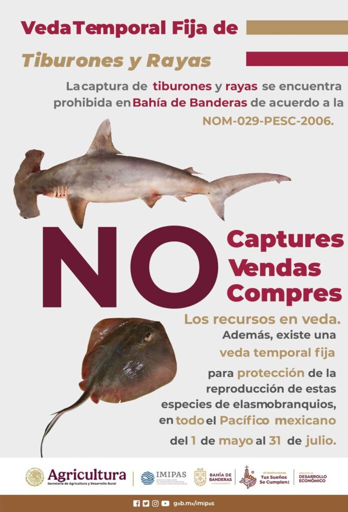 Inicia veda de especies marinas en Bahía de Banderas