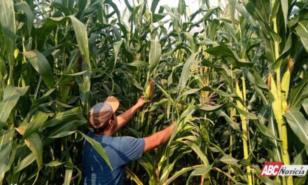 Preserva Sembrando Vida 54 razas de maíz nativo con parcelas agroecológicas comunitarias