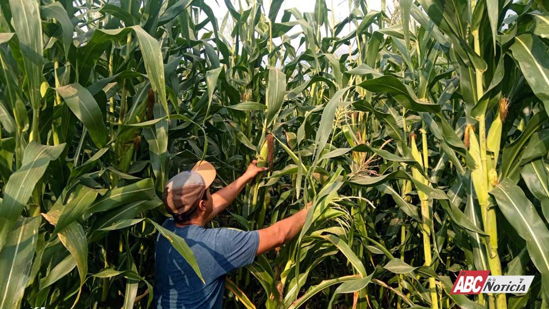 Preserva Sembrando Vida 54 razas de maíz nativo con parcelas agroecológicas comunitarias