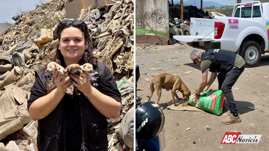 CBA Tepic, rescatistas y animalistas, unen esfuerzos para atender a los perritos en El Iztete