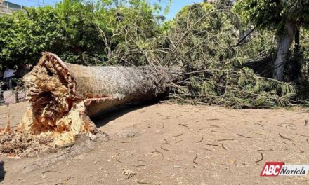 Cae enorme pino en la plaza principal de Tepic y activan operativo preventivo