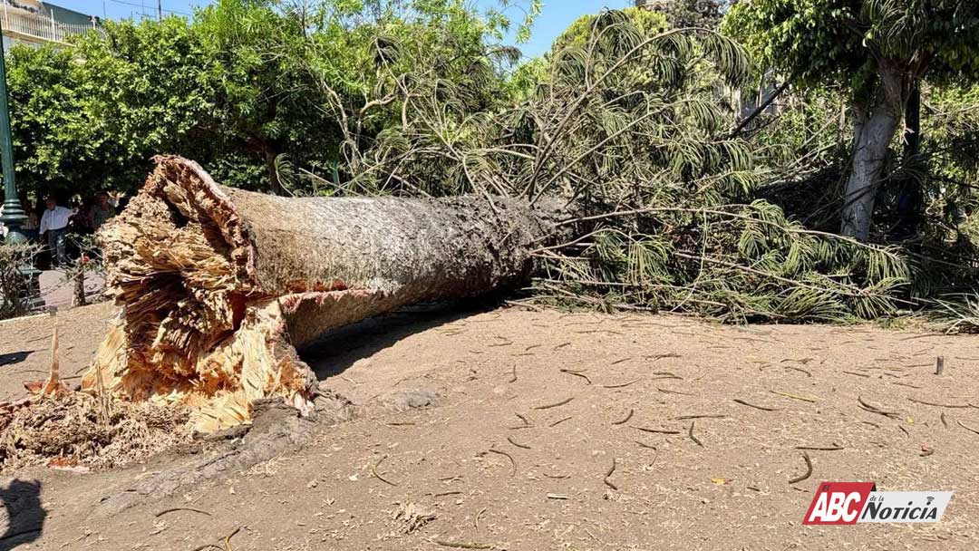 Cae enorme pino en la plaza principal de Tepic y activan operativo preventivo