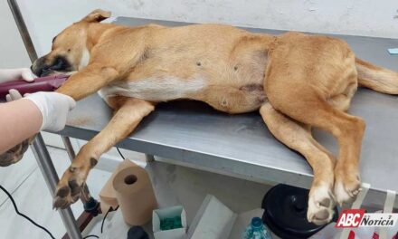 Con el compromiso de Geraldine Ponce, inicia atención a perros de El Iztete en el CBA