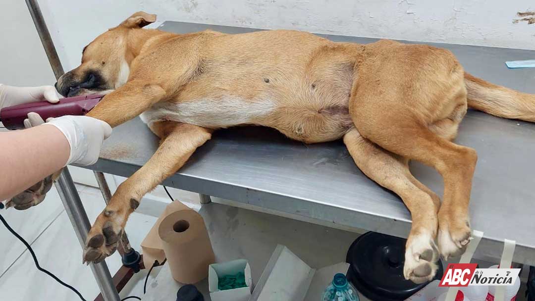 Con el compromiso de Geraldine Ponce, inicia atención a perros de El Iztete en el CBA
