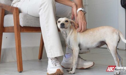 SÁBADO PERRÓN, toda la semana mejor