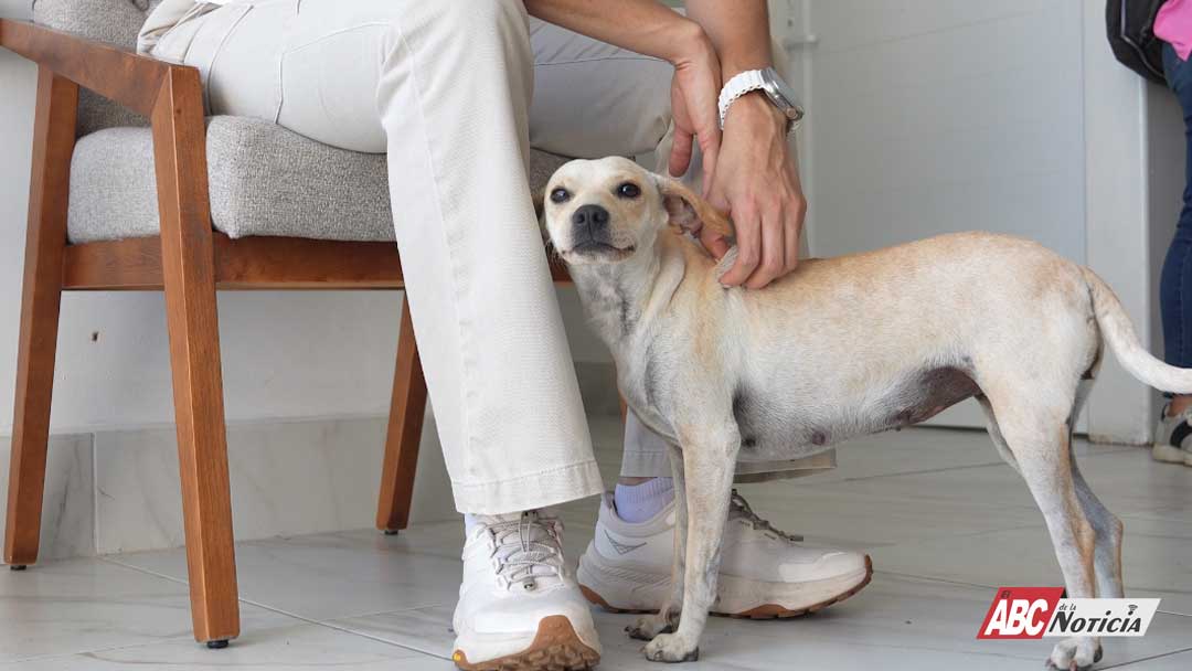 SÁBADO PERRÓN, toda la semana mejor