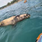 Gobierno de Bahía de Banderas atiende hallazgo de lobo marino sin vida y actúa bajo protocolos ambientales