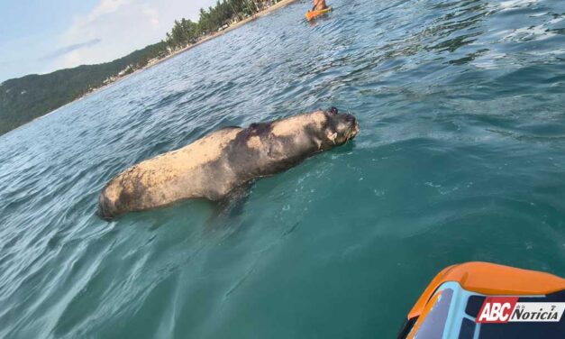 Gobierno de Bahía de Banderas atiende hallazgo de lobo marino sin vida y actúa bajo protocolos ambientales