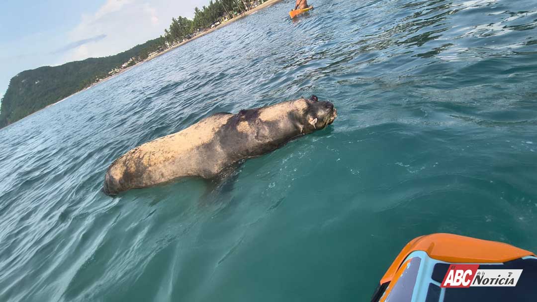 Gobierno de Bahía de Banderas atiende hallazgo de lobo marino sin vida y actúa bajo protocolos ambientales